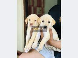 Vaccination schedule for dogs in sri lanka with the. Pets Labrador Retriever Puppies In Ja Ela Saleme Lk