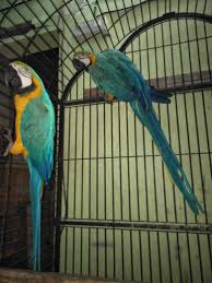 Pet stores near me that sell bird supplies. Budgie Store Near Me Www Macj Com Br