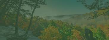 Image result for Wolffiella