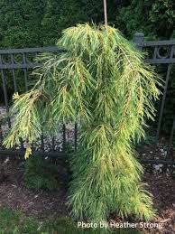 Pinus parviflora 'bergman' pollen cones. Pinus Strobus Angel Falls Weeping White Pine Weeping Evergreen Trees Weeping Pine Tree Landscaping Ideas Pine Tree Landscaping Ideas