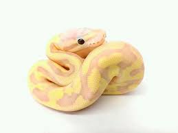 Pin By Mia On Snakes And Lizards Appreciation Club Pet Snake Pretty Snakes Cute Reptiles