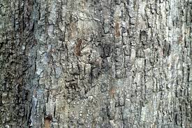 Image result for Terminalia superba