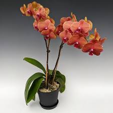 Image result for Angraecopsis parviflora