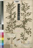 Image result for Indigofera lupatana