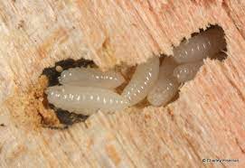 Pest control near me for wood borers