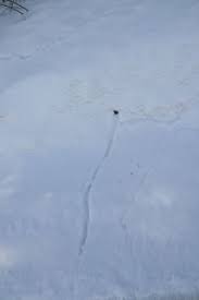 They have rather large feet in proportion to their bodies that allow them to easily navigate moist, loosely packed soil and form vast networks of tunnels. Mouse Or Mole Tracks Hole In The Snow This Track Was See Flickr