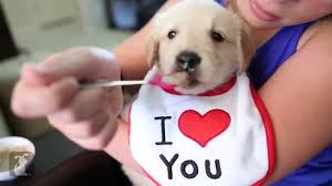 Contact if you are ready to offer a home to a puppy, they will make amazing companions Spoon Feeding A Baby Golden Retriever Puppy Gif Spoonfeeding Cute Puppy Discover Share Gifs