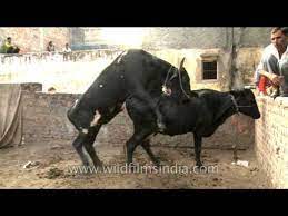 Indian cow sex
