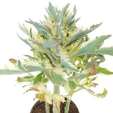 Image result for Kalanchoe laciniata