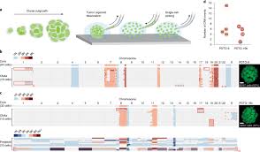 Total life changes is a global company providing products in a community you'll feel ✨ linktr.ee/tlchq. Reconstructing Single Cell Karyotype Alterations In Colorectal Cancer Identifies Punctuated And Gradual Diversification Patterns Nature Genetics