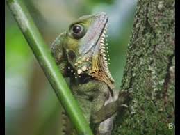 Nowhere Else Hidden In Our Wild Places Are Subtle Clues These Hints Open A Window Into The Lives O Australian Animals Daintree Rainforest Great Barrier Reef