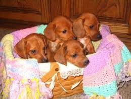 Find dachshund puppies for sale from a safe and secure source for over 15 years. Heartland Dachshunds Of Southern Illinois Puppy Adoption Dachshund Puppies Dachshund