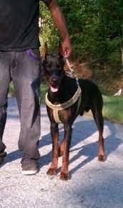 Georgia Usa Superior Warlock Doberman Pinscher Pups Doberman Doberman Pinscher Dog Lovers