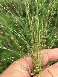 Image result for Panicum coloratum