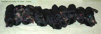 Female gave birth to 5 puppies very first time. German Shepherd Puppies German Shepherd German Shepherd Puppy