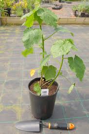 Image result for Sparrmannia