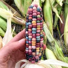 Glass Gem Popcorn Victory Seeds
