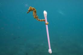 All About Seahorses Office Of Sustainability Student Blog