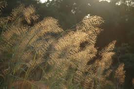 Image result for Chrysopogon