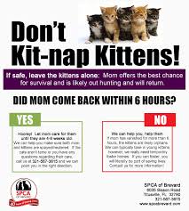 Learn more about the aspca's work to rescue animals from abuse, pass humane laws and share resources with shelters nationwide. Spca Of Brevard Adoption Center Posts Facebook