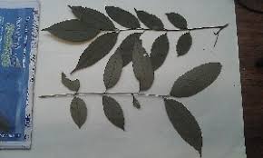 Image result for Trichoscypha lucens