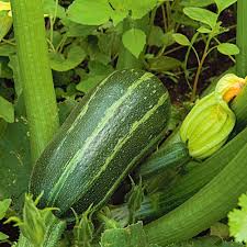 Do you need 2 zucchini plants to get fruit? Zucchini Bush Baby White Flower Farm