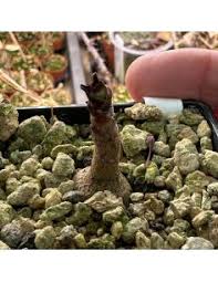 Image result for Pyrenacantha kirkii