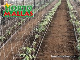 To give your tomato plants proper support, maximize sun. How To Make A Strong Tomato Trellis Hortomallas Supporting Your Crops