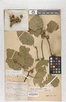 Image result for Ficus variifolia