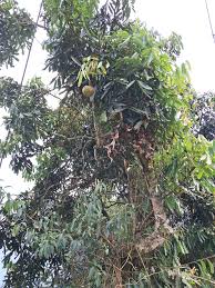 Image result for Carapa grandiflora