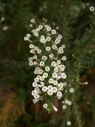 Image result for Fabiana imbricata