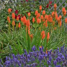 Image result for Kniphofia grantii