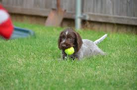 Please click to add a new one. Pin On Griffs Havanese Mix