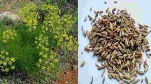 Jual beli online aman dan nyaman hanya di tokopedia. Khasiat Adas Untuk Kesehatan Herbal Eksklusif Yang Ampuh Atasi Penyakit Harapan Rakyat Online