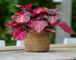 Image result for Iresine