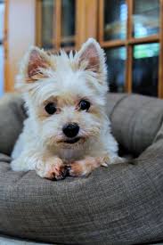 Paws for Pet Sake Photography