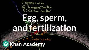 Biochemistry A Short Course 4th Edition Pdf Reddit Egg Sperm And Fertilization Video Khan Academy