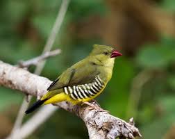 Black Bird With Bright Yellow Belly The Green Avadavat Is Approximately 10 Cm Long The Upper Plumage Is Olive Green The Upper Tail Coverts Are More Yellow And Th Pale Yellow Birds Bright Yellow