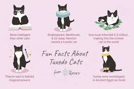 If you're looking for cool, interesting, or unique black cat names that fit your new black kitten or cat perfectly you've landed on the right page. 8 Fun Facts About Tuxedo Cats