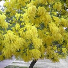 Image result for Acacia cornigera