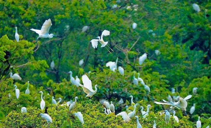 Vi vu sân chim Vàm Hồ Bến Tre - Góc hoang dã đẹp mê hồn giữa lòng Miền Tây