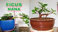 FICUS NANA: PAANO GAWING BONSAI (FICUS MICROCARPA / GREEN ISLAND FICUS)