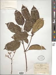 Image result for Oncinotis