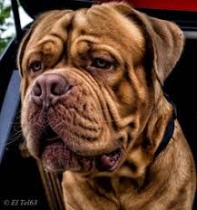 Small 34″ x 34″ x 15″. 78 Dogue De Bordeaux French Mastiff Dog Breed Ideas French Mastiff Mastiffs French Mastiff Dog