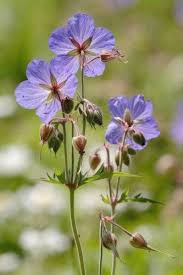 Just Seed British Wild Flower Meadow Cranesbill Geranium Pratense 200 Seeds By Just Seed Htt British Wild Flowers Wild Flower Meadow Geranium Pratense
