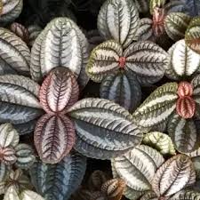 Image result for Barleria galpinii