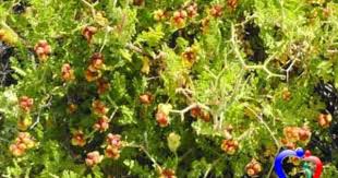 دنيتي فوائد نبات البلان Plants Old And New Testament Create