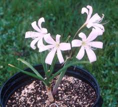 Image result for Crinum lugardiae