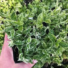 Image result for Euonymus fortunei