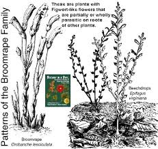 Image result for Orobanchaceae